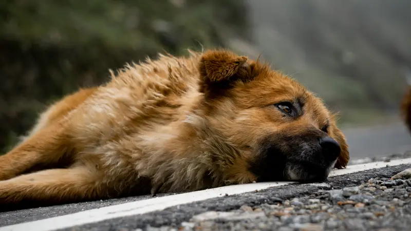 Tired dog